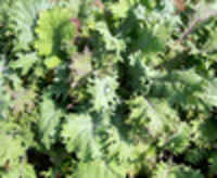 Red-russian-kale