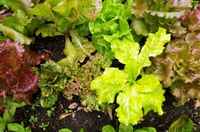 Lettuce-wild-garden-lettuce-mix