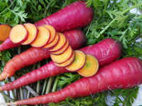 Cosmic-purple-carrots-2566f959ff438611fec26bcf09db5ab3