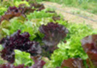 Wild-garden-lettuce-mix