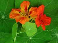 Nasturtium