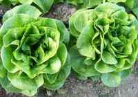 Winter-density-lettuce