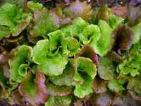Sierra-lettuce