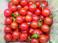 Tomato-sugar-cherry