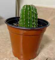 Small_4_inch_cactus