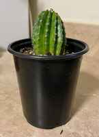 Large_4_n_a_half_nch_cactus