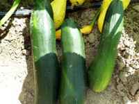 Squash-dark-green-zucchini