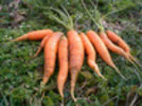 Scarlet-nantes-carrots