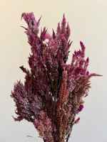 Celosia-7(3)