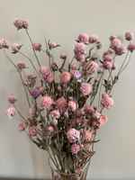 Globe_amaranth_pink