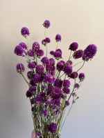 Globe_amaranth_purple