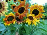 Sunflower-velvet-queen-bae5f2de38c0d1c7734d1960e0ad7ff1