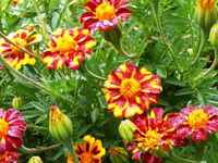 Red-metamorph-marigold-2b435b696b98287153b9ee7de7b5b2c7