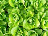 Lettuce-romaine-jericho-1f872b21c72028a1e055a4e220f407e8