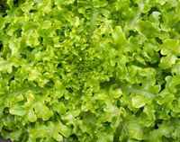 Lettuce-salad-bowl-168d0d11d4a11e86e4ff941281fe5e0c