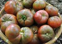 Tomato-cherokee-purple-0bdd06ec236128eb1d6fbac286e27922