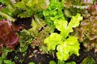 Lettuce-wild-garden-lettuce-mix-8860529e9b0db17ef8187259cdb8f3c9